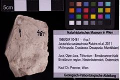 Foto (Objekt + Etiketten) von Juracrista costaspinosa (Robins et al., 2011) (NHMW-GEO-1990-0041-0481)